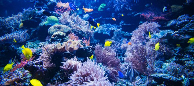 Marine Life