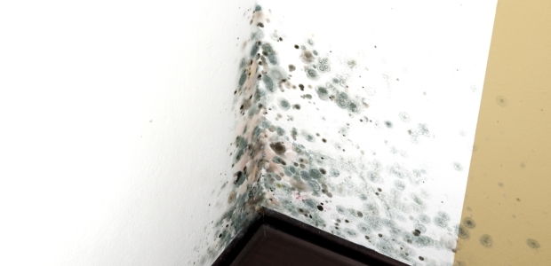 Safe And Natural Ways To Get Rid Of Mold Environmental Protection Safe And Natural Ways To Get Rid Of Mold